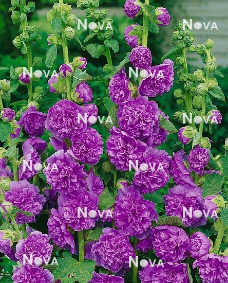 N1503443 Alcea rosea Charter's Violet Queen
