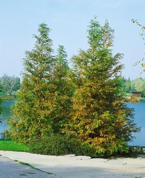 Metasequoia (Genus), Metasequoia glyptostroboides