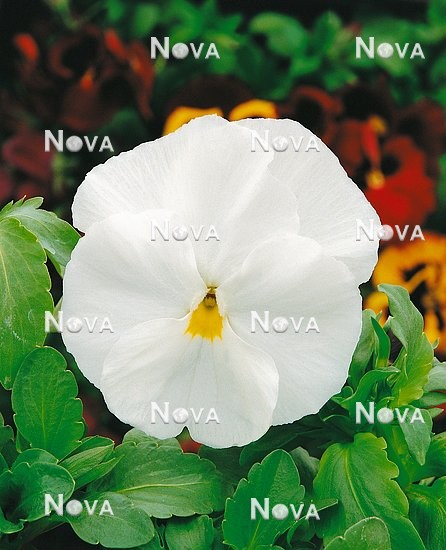 N1505808 Viola x wittrockiana