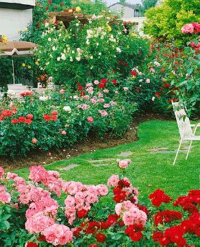 Pergola, rambler, Rosa (Genus), Rose border, Rose garden