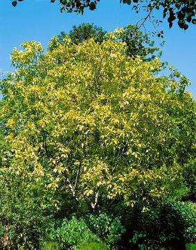 Ficus (Genus)
