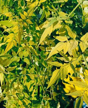 Jasminum (Genus), Jasminum officinale, Schling- und Kletterpflanze