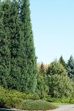 Cupressus (Genus), Juniperus (Genus), Koniferen, Koniferengarten