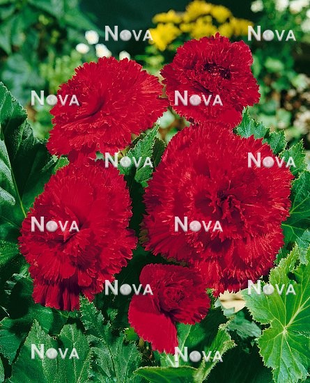 N1901317 Begonia Fimbriata Dark Red