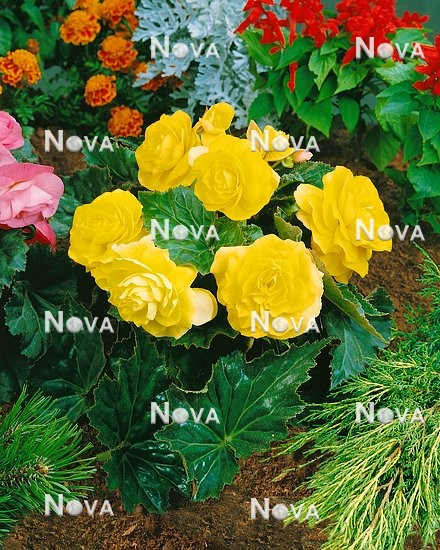 N1904226 Begonia Nonstop ® Yellow