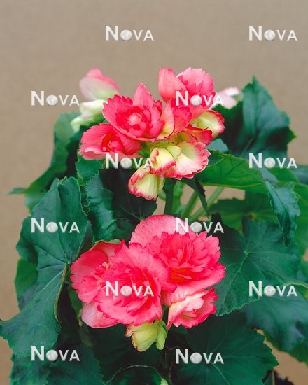 N1900680 Begonia Multiflora Pink