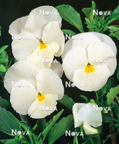 59 53 90 Viola-Wittrockiana-Hybriden white