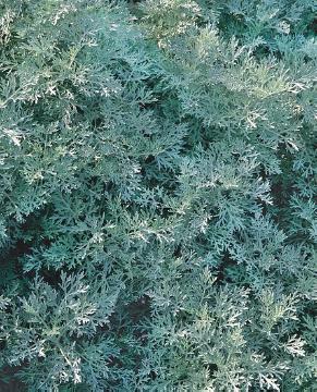 Artemisia (Genus), Artemisia arborescens, Blattschmuckpflanze, Perennials «perennials»