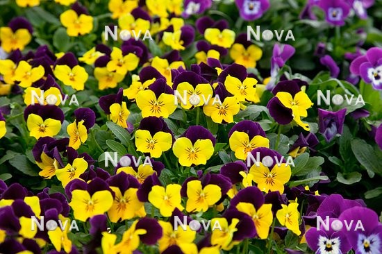 N1511149 Viola Sorbet™ Yellow Duet