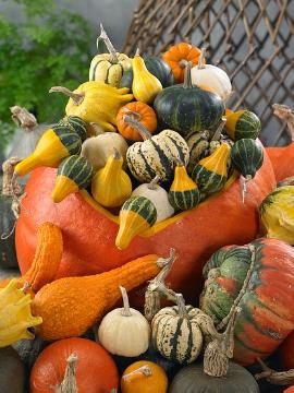 Cucurbita pepo, Fruchtschmuck im Herbst, Herbst, Mischung (Mix), Stimmungsbild