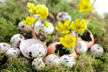 atmosphere, Easter, egg, Eranthis hyemalis, festive day, Frühlingserwachen, impression, Springtime