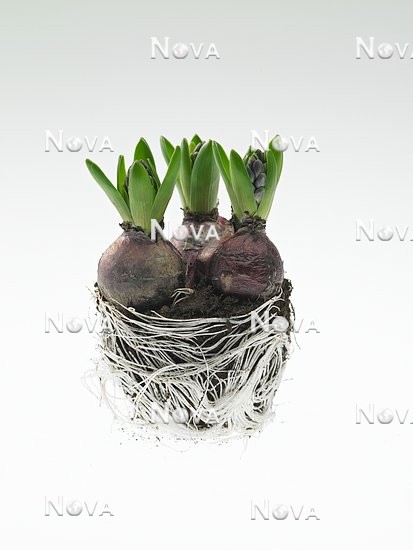 N1908568 Hyacinthus bulb, cultivation