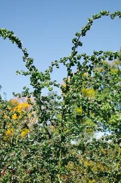 Salix x sepulcralis Chrysocoma