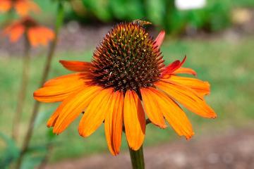 Bienennährpflanze, Echinacea (Genus), Insekten, Lifestyle, Mehrjährige Pflanze, Schwebfliege, Stimmungsbild