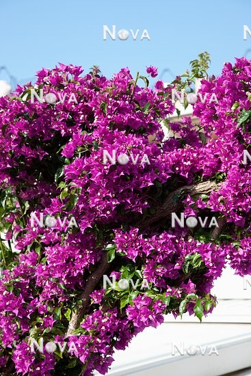 N0401539 Bougainvillea Purple Cascade