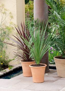 date palm (Genus), Foeniculum (Genus), garden design, Mediterraner Garten, Phormium (Genus), plant container «Gefäße»
