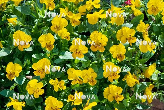 N1513193 Viola Sorbet™ Yellow