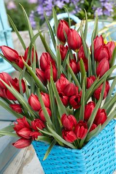 Blumenzwiebel, Frühlingsblüher, Frühlingsbote, Korb, Tulipa (Genus), Tulipa humilis