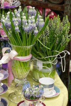Frühlingsdekoration, Geschirr, glass vase, grape hyacinth (Genus), Kaffeetasse, Muscari armeniacum, Tischdekoration, Tischkultur