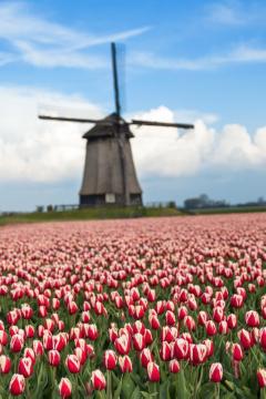 Beet, Blumenzwiebel und Knollen, Frühling, Frühlingsblüher, Stimmungsbild, Tulipa (Genus), Tulipa Triumph, Tulpenfeld, Windmühle
