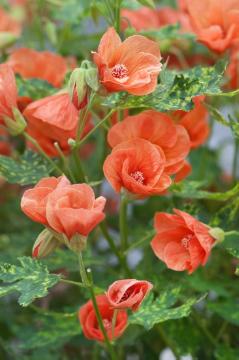 Indian mallow (Genus), Painted Indian Mallow