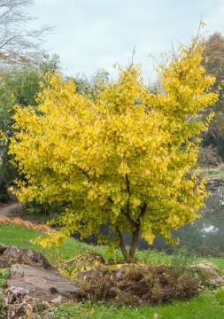Autumn, fall foliage, Habitus, Maidenhair Tree
