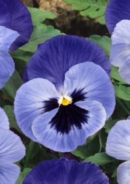 annuals, violet (Genus)