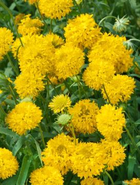 annuals, blanketflower (Genus)