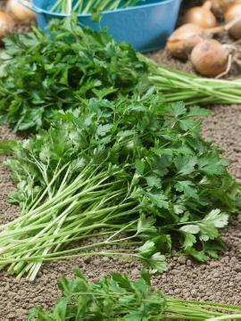 Gemüse, Gewürzpflanze, Kochen mit Gemüse, Petroselinum crispum var. neapolitanum