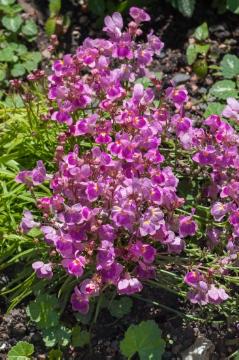 annuals, Baby Snapdragon, toadflax (Genus)