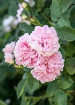 Rosa x alba, Strauchrose
