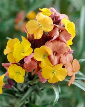 annuals, wallflower (Genus), Wallflower