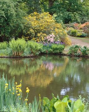 Gewässer, Iris (Genus), Mixture (Mix), Perennials «perennials», pond, Rhododendron (Genus), Wasser