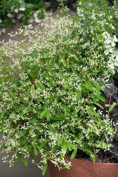Euphorbia Breathless ™ White, Euphorbia hypericifolia