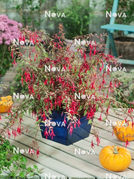 N0920859 Fuchsia Tricolor
