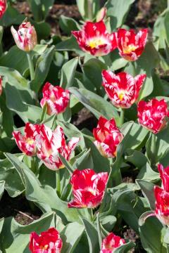 Blumenzwiebel, Frühlingsblüher, Tulipa (Genus), Tulipa Rembrandt, Tulipa Single Early