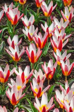 Blumenzwiebel, Frühlingsblüher, Tulipa (Genus), Tulipa kaufmanniana, Tulpenbeet