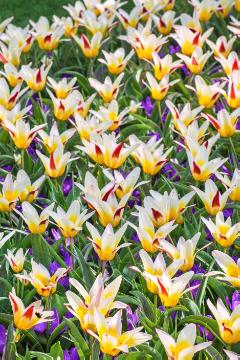 Blumenzwiebel, Frühlingsblüher, Tulipa (Genus), Tulipa kaufmanniana, Tulpenbeet