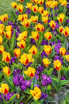 Blumenzwiebel und Knollen, Crocus (Genus), Crocus vernus, Frühlingsblüher, Frühlingsstimmung, Mischung (Mix), Tulipa (Genus), Tulipa kaufmanniana