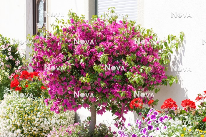 N0402176 Annual mix with Bougainvillea