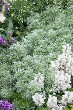 Artemisia schmidtiana, Blattschmuckpflanze