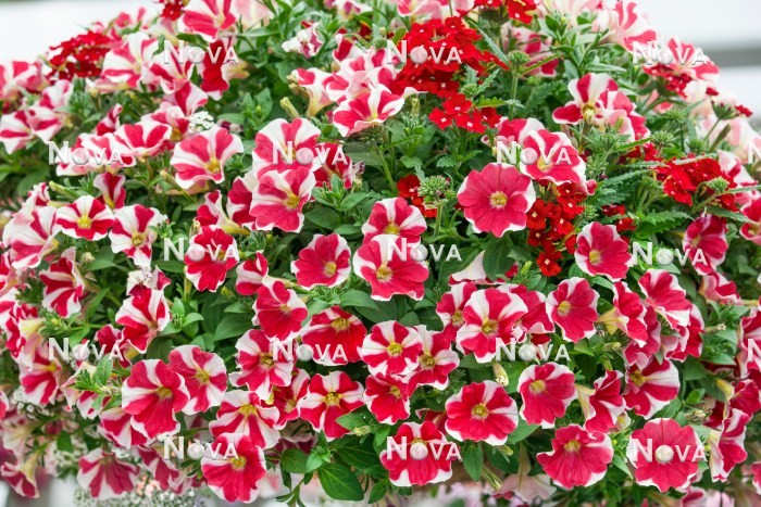 N1521190 Petunia Potunia ™ Red Star