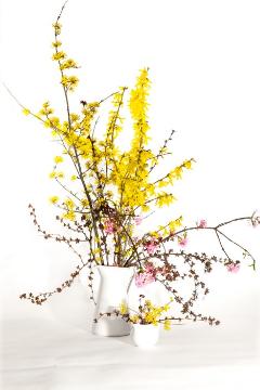 Berberis thunbergii var. atropurpurea, Cornelian Cherry, Forsythia x intermedia, Frühlingsblüher, Springtime, Viburnum x bodnantense