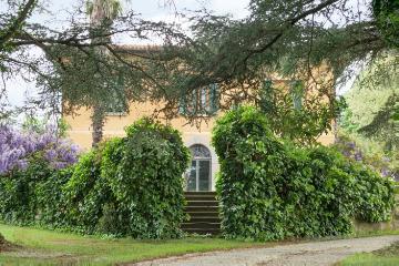 Cedrus atlantica Glauca, Common Ivy, Haus, Mediterraner Garten, Stiegenaufgang, Wisteria sinensis