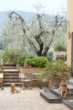 Dog, Garden Furniture, Mediterraner Garten, Olea europaea, plant container «Gefäße», terrace