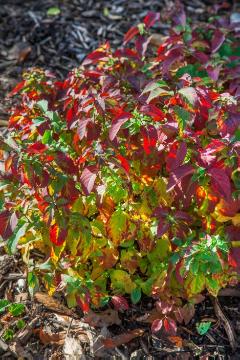 Herbstfärbung, Spiraea miyabei