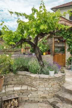 Lavandula angustifolia, Natural stone wall, Naturstein, vine