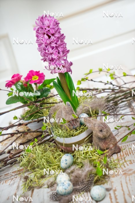 N1922695 Easter decoration with Hyacinthus and Primula