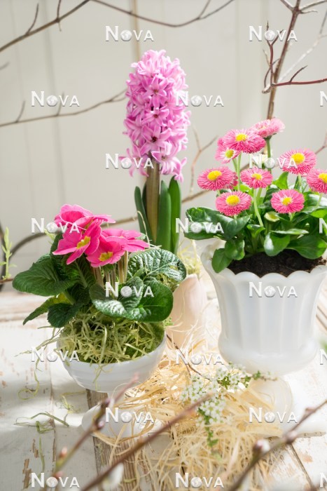 N2301254 Pink Spring flowering plants in pot