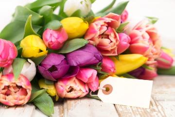 impression, Schnittblume, Stimmungsbild mit Tulpen, Tulpenstrauß